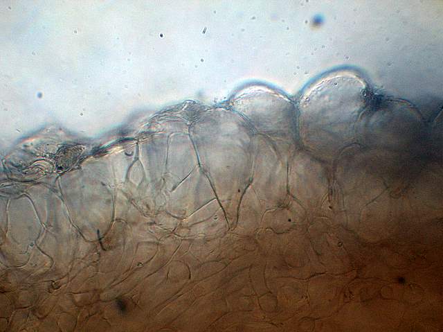 Psathyrella laevissima     (Romagn.)     Singer